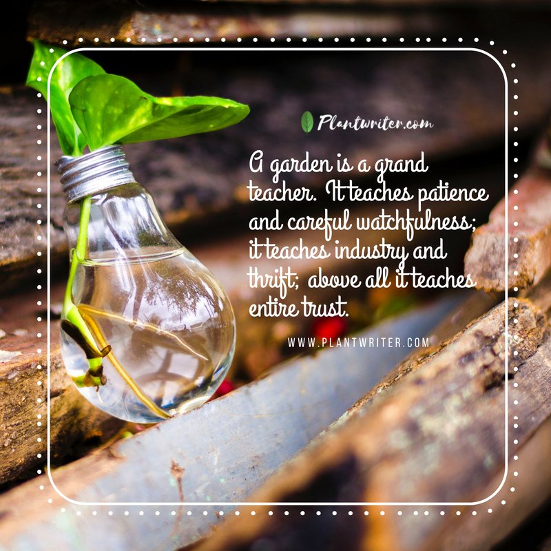 _plantwriter's tweet photo. Plantquote of the day.
Enjoy these heart touching quotes.
#plantquotes #quoteoftheday #greenworld #seed #deepthought #newthought #freshstartofthedat #happyday #Thursday #freshday #freshquote #plantwriter https://t.co/r7Q3HbjGuG