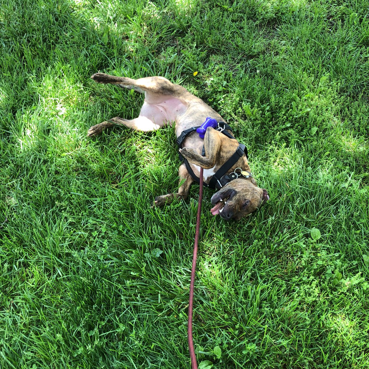LaceyLabs's tweet image. Ghillie’s end of run cool down routine... 😂😂😂 #latergram #dogswhorun