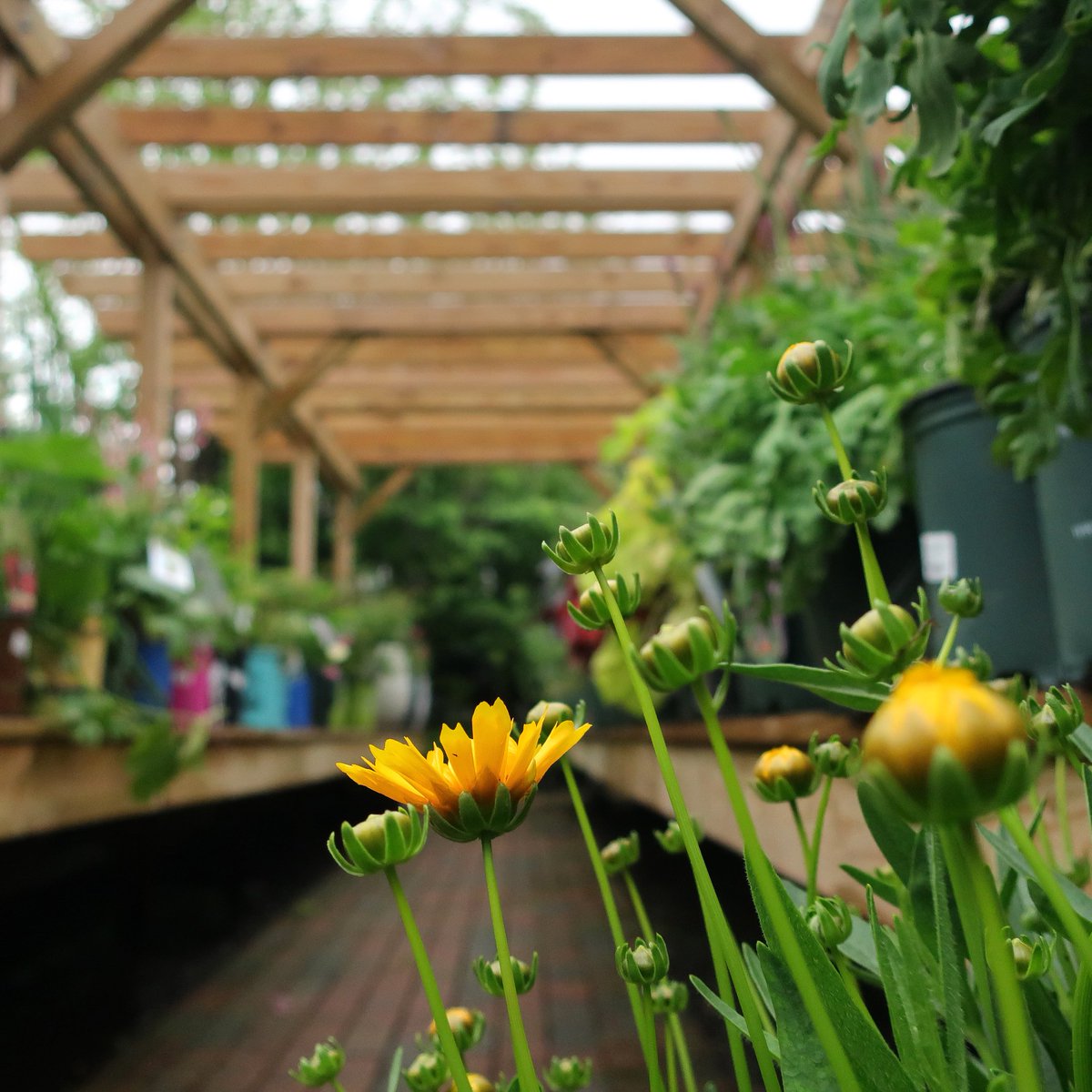 chelsea gardencenter on twitter did we mention that our redhook store is an urban oasis right now open from 10 7 monsun 9 7 fri sat - Chelsea Garden Center chelsea gardencenter on twitter did we mention that our redhook store is an urban oasis right now open from 10 7 monsun 9 7 fri sat - Chelsea Garden Center