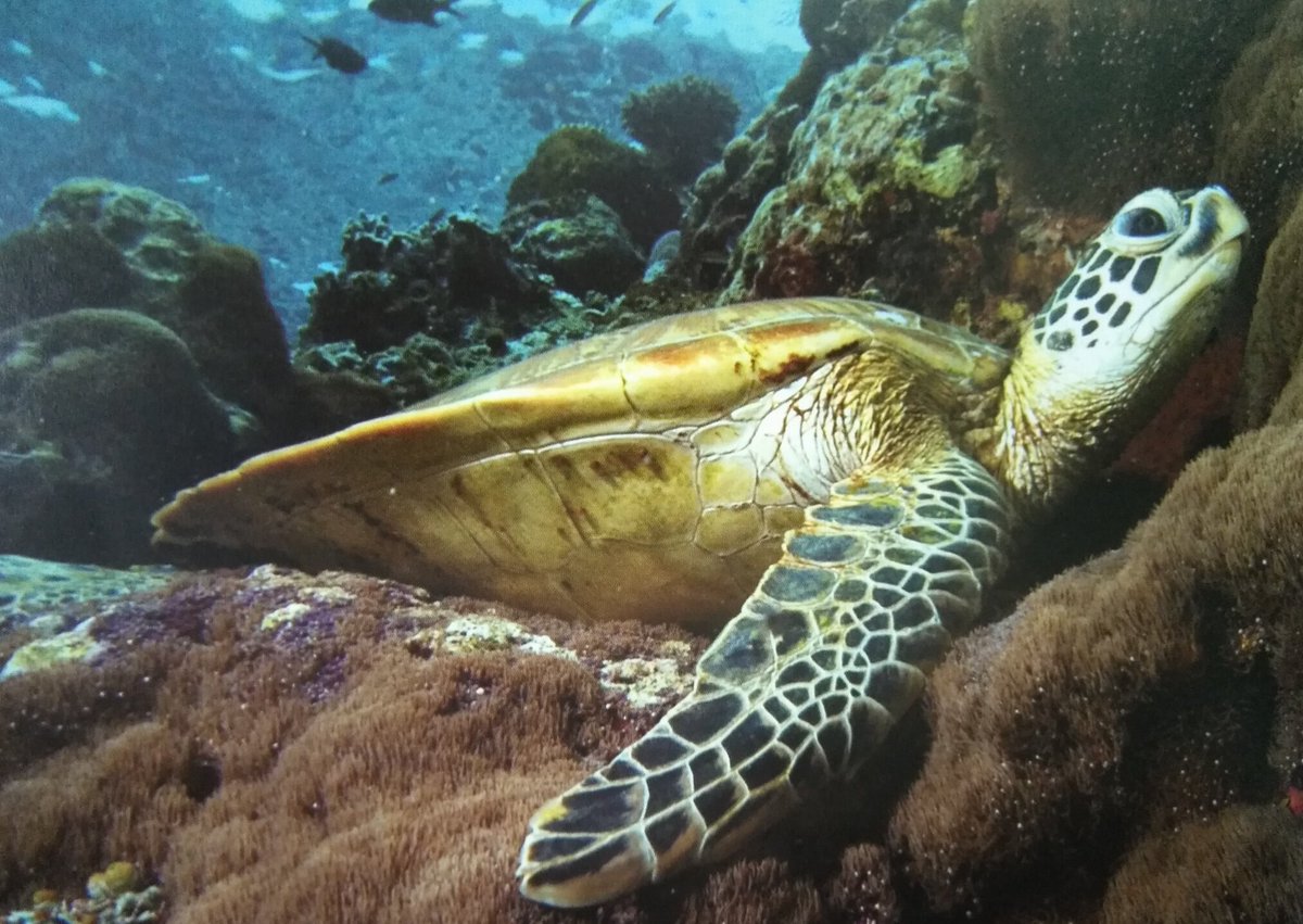 Gumal's tweet photo. Happy #TurtlesDay #Malaysia. Long may all these wonderful animals grace our seas, rivers and bring forth young in nurseries on our shores and riverbanks.  @Seasaver @TheWCS https://t.co/V7XGZdsccD