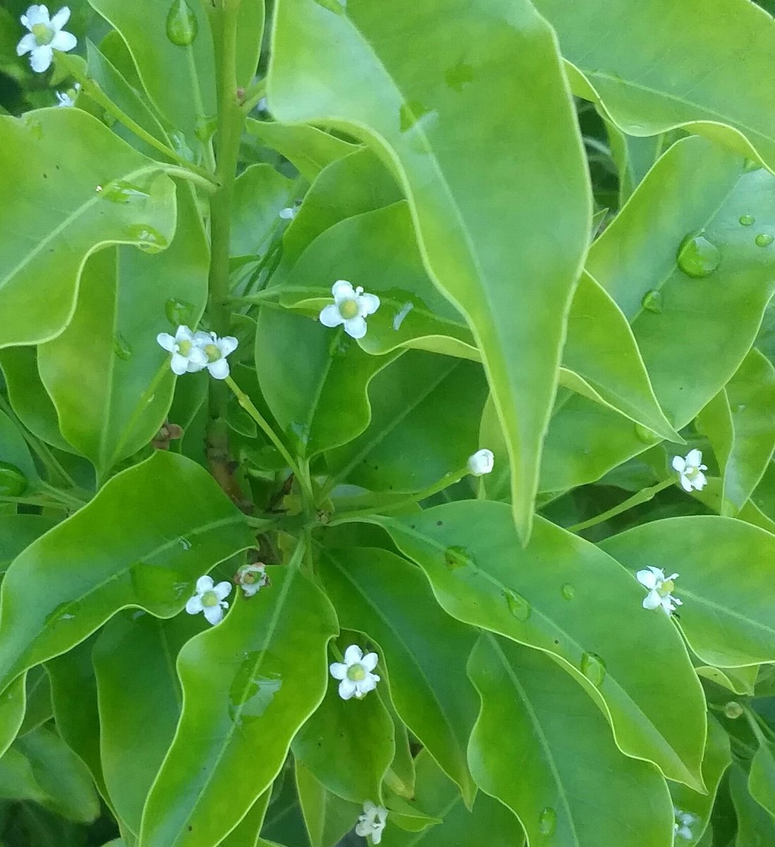 まこ 雨に濡れたソヨゴの緑の葉がとても綺麗です 白く可愛い小さな花も咲きました 私の 世界に一つだけの花 Smapとファンが笑顔になれますように