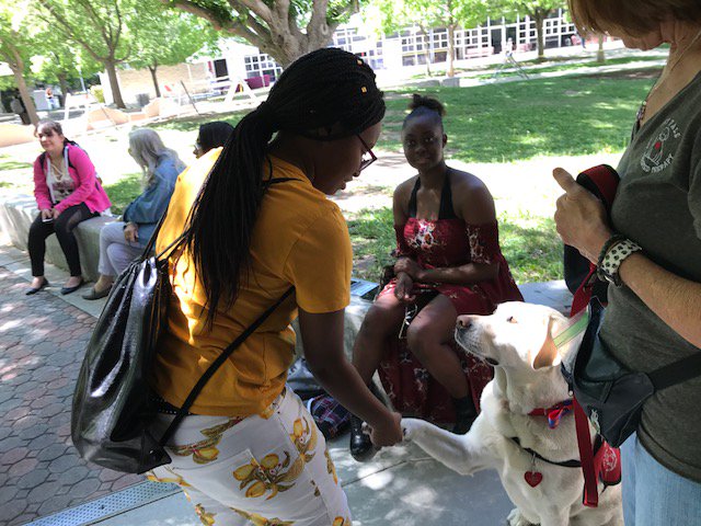 AVCLibrarian's tweet photo. Relaxing, chilling, and hanging out with therapy dogs during finals week! #antelopevalleycollege #hidoc #therapydogs #avc_library https://t.co/58vrR99kq6