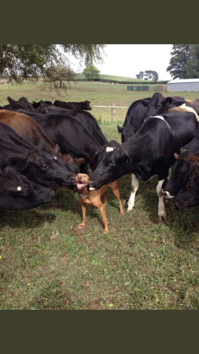 kennysmolen's tweet photo. This is why I don’t eat meat. Animals share love. They have love. @peta https://t.co/IMovMQ3mer