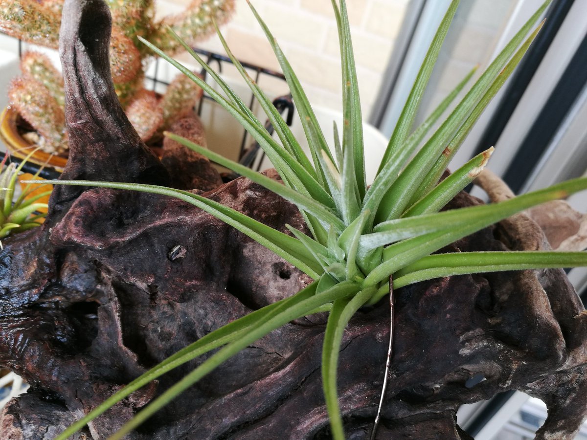 ゆき Youyou 肥料風呂後から成長が著しいシーディアナ ふさふさしてきた フックシー ブラキ コルビーの小型3つもぐんぐん成長中 ジュクンダの子株 だいぶ主張してきた やっっっとイオナンタ フエゴが発根 最近わかったこと 肥料 ゆき Youyou 肥料風呂後から成長が著しいシーディアナ ふさふさしてきた フックシー ブラキ コルビーの小型3つもぐんぐん成長中 ジュクンダの子株 だいぶ主張してきた やっっっとイオナンタ フエゴが発根 最近わかったこと 肥料