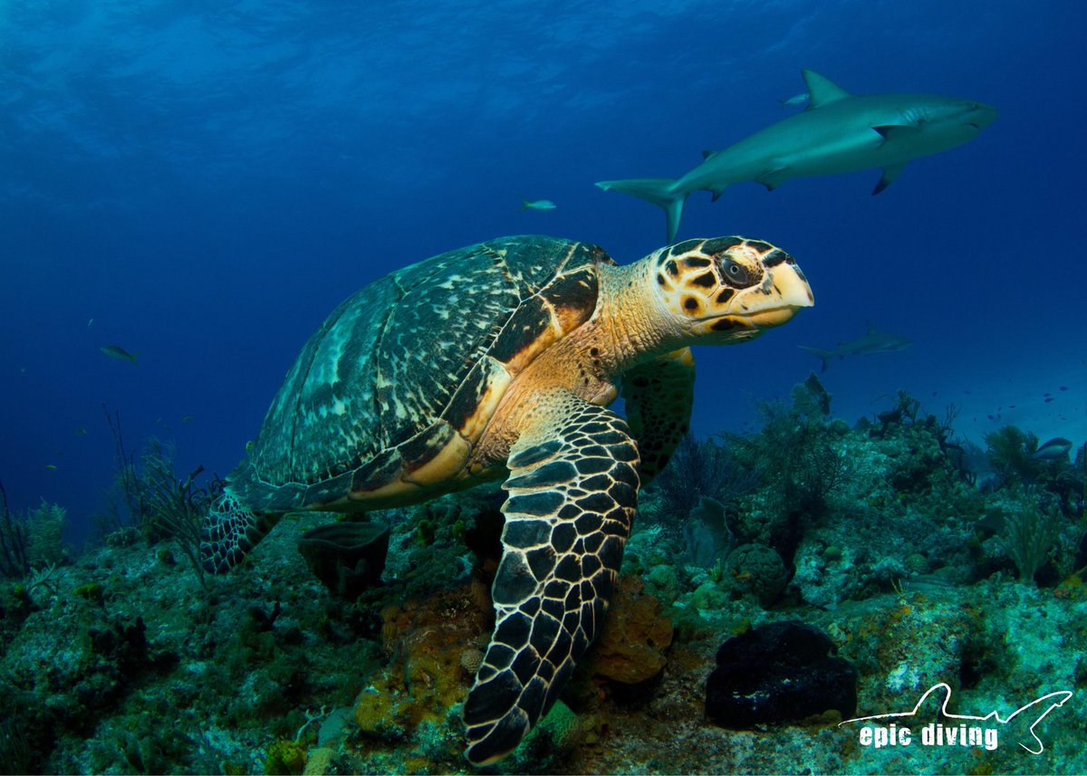 epicdiving's tweet photo. Happy #worldturtleday! #turtleday #turtleday2018 #turtle #divewithturtles #turtlesofinstagram #scubadiving #betterinthebahamas #bahamaslife #bahamasvacation #protectwhatyoulove #savesharks #finfree #findyourpassion #uwphotography #uwphoto #underwaterphotography #divetravel https://t.co/2ZlBoRXZNY