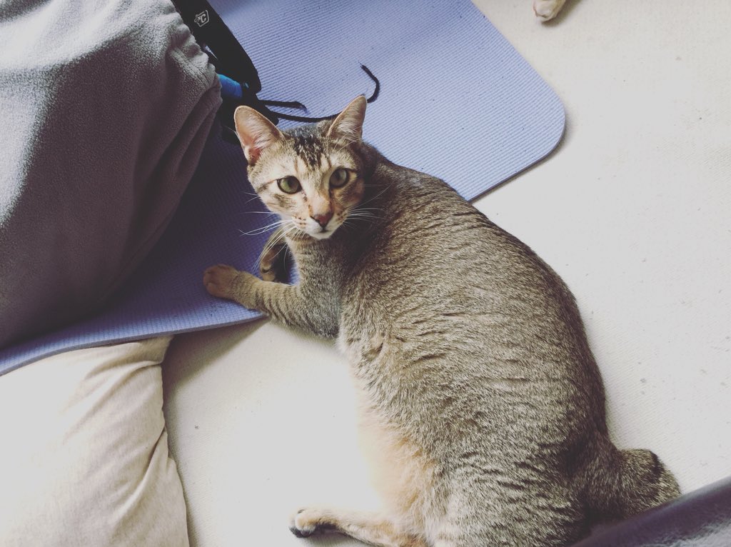 fucaide's tweet photo. Meow😺
FaceBook:@fucaidefunnycats 
Instagram:@fucaidefunnycats
Twitter:@fucaide
Tumblr:@fucaidefunnycats
#afu #fucaidefunnycats #cat #catsofinstagram #pet #petsofinstagram #animals  #catsphoto #followme #life #catslife #goodboy #cute #lovely #myboy #sunbathingcat https://t.co/Jez7ISTqWZ