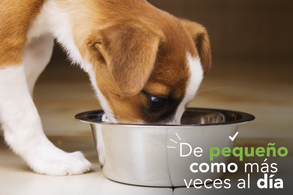 mimascotayyomx's tweet photo. #SabíasQue Durante los primeros 3 meses de edad, un perruno debe comer 4 veces al día. https://t.co/Pqn5d6hWqp #FactPerruno https://t.co/ghgIEyvpdF