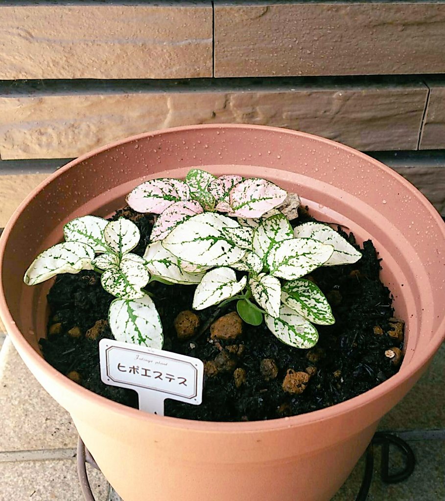 ヒポエステスちゃん Hypoestes Phyll Twitter