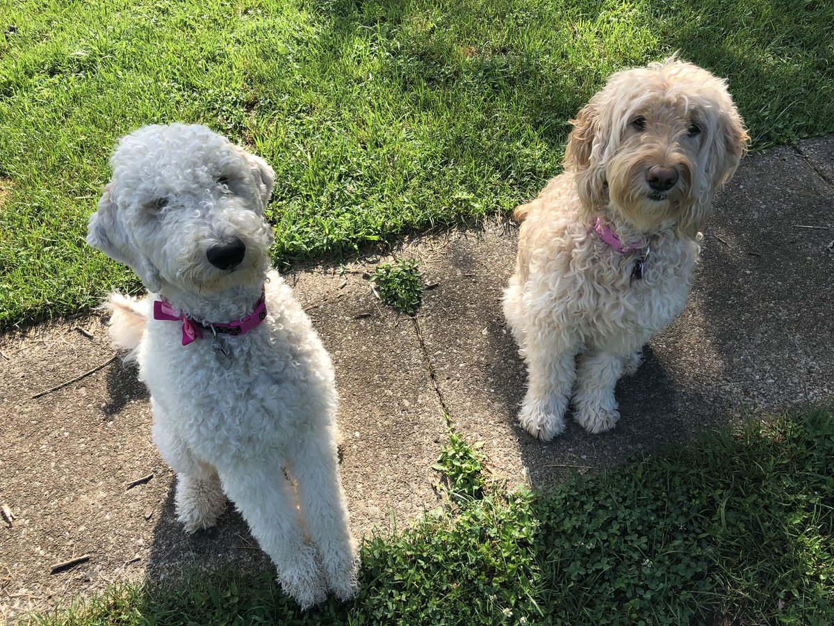 danikahmusic's tweet photo. That time of year where the doodles look like they went into witness protection... #beforeandafter #summershave @CIPYDPodcast https://t.co/W4RDfcK5AN