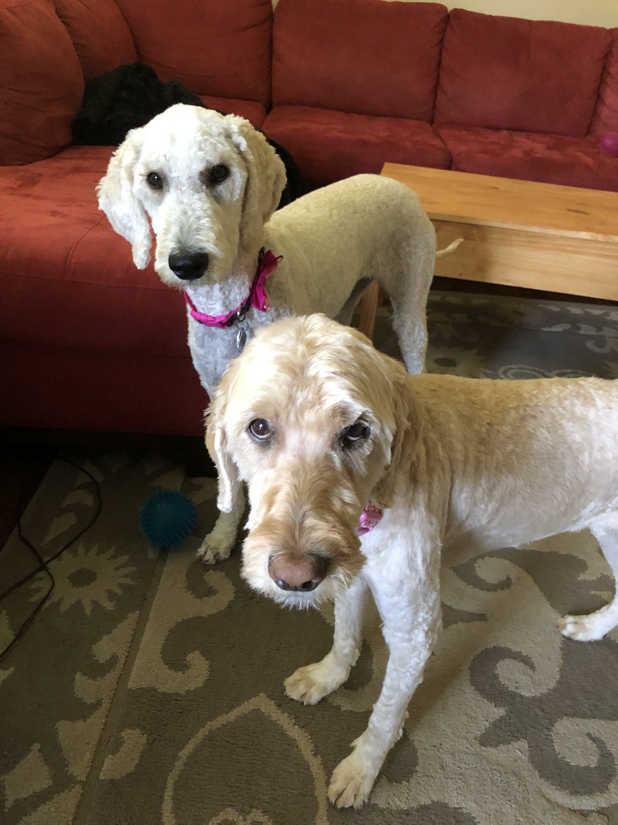danikahmusic's tweet photo. That time of year where the doodles look like they went into witness protection... #beforeandafter #summershave @CIPYDPodcast https://t.co/W4RDfcK5AN