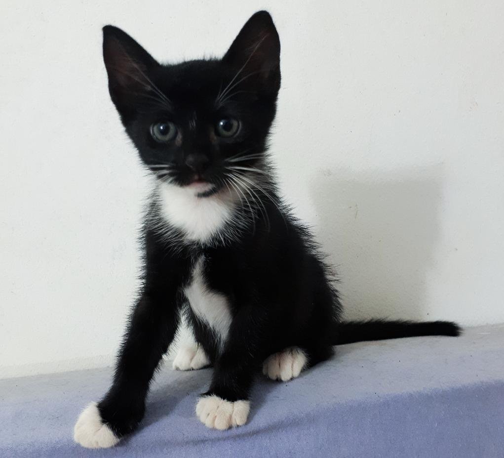 GATINHOS PARA ADOÇÃO - RJ
Eles tem 3 meses, são 2 macho e 1 fêmea (frajolinha), muito amorosos e brincalhões. Já usam a caixinha de areia e comem ração de filhote.

Contato 992408083 ou dm  

Se não puder adotar ajude dando rt 💕