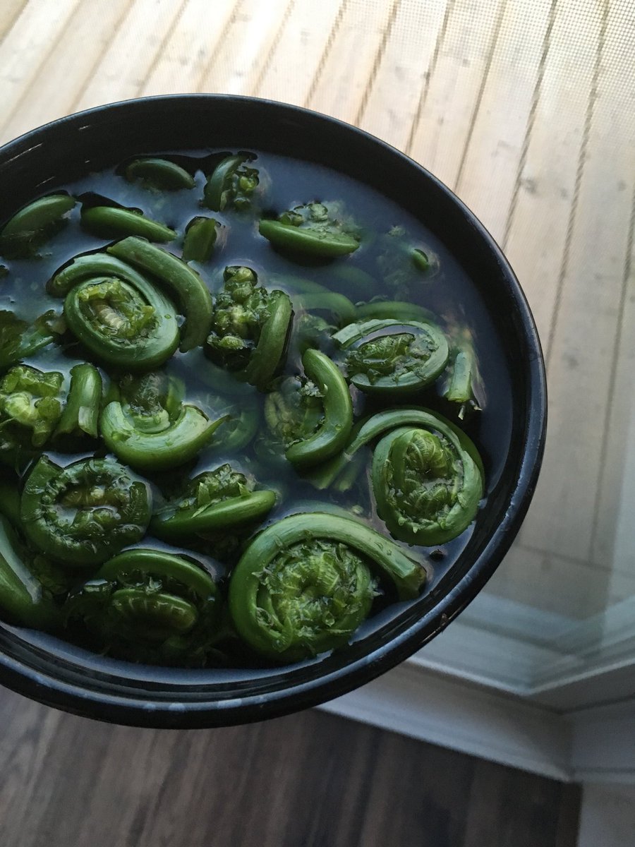 EdenRamsay's tweet photo. Fiddlehead season. 🌱 #springtime #eatyourgreens https://t.co/FV4eyyGkWR
