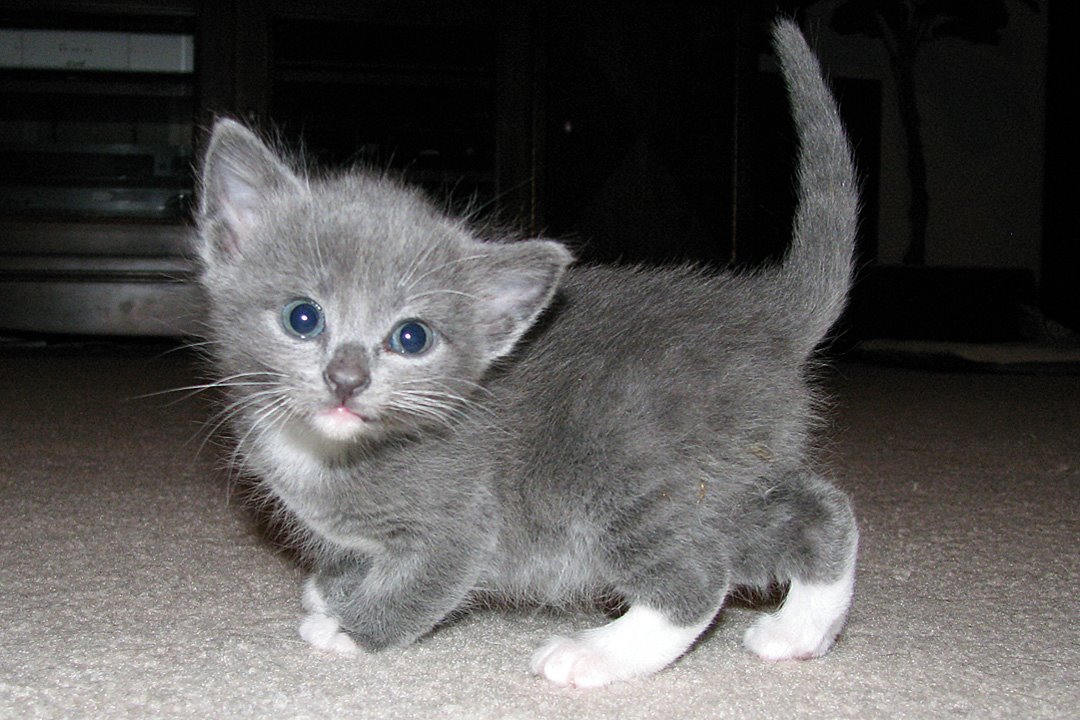 wolfin4ya's tweet photo. @Monica1236 I have one similar in color. She was born as the runt of the litter with some nerve damage on the left side of her face. She was just a wee thing. As is typical with kittens, her blue eyes did end up turning yellowish as she got older. https://t.co/GmGJ3lIO30