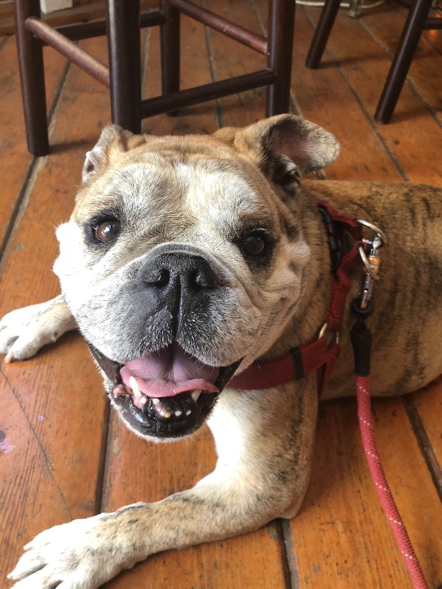 #VegasBorn vs #ALLCAPS <a href="/BarkAndreFurry/">Bark-André 🌈</a> vs <a href="/OvietheBulldog/">Ovie the Bulldog</a>! ALL FOR THE CUP! It’s a “dog eat dog”, battle for the <a href="/StanleyCup/">The Stanley Cup</a>!  #BAFvsOVI #StanleyPup #StanleyCupFinal #StanleyCup