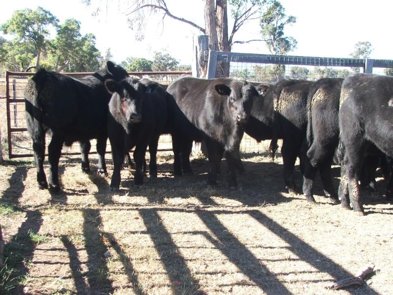 mickcorcoran's tweet photo. Big Corco has 14 weaned Angus &amp; Angus x steers on offer in the ES QLD &amp; NSW Sale at 10am. The vendor bred steers are from a well recognized herd of EU accredited Angus cows bred from Speriby North &amp; Glenavon bloodlines. Call Tony on 0458 322 099 click here https://t.co/3oxz43eR7E https://t.co/Kgi3WIKCCo