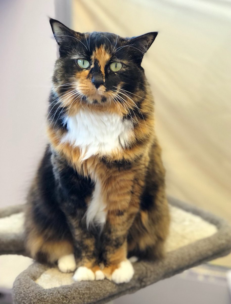 BC_SPCA's tweet photo. Patches is a lovely polydactyl cat who is hoping to find her ‘purrrfect’ forever home! She's very sweet and loves to socialize! She would be best as the only cat in an adult-only home. Learn more about this lovely lady: https://t.co/Sv2vrV9FXv #Vancouver https://t.co/pGsyZxmAzQ
