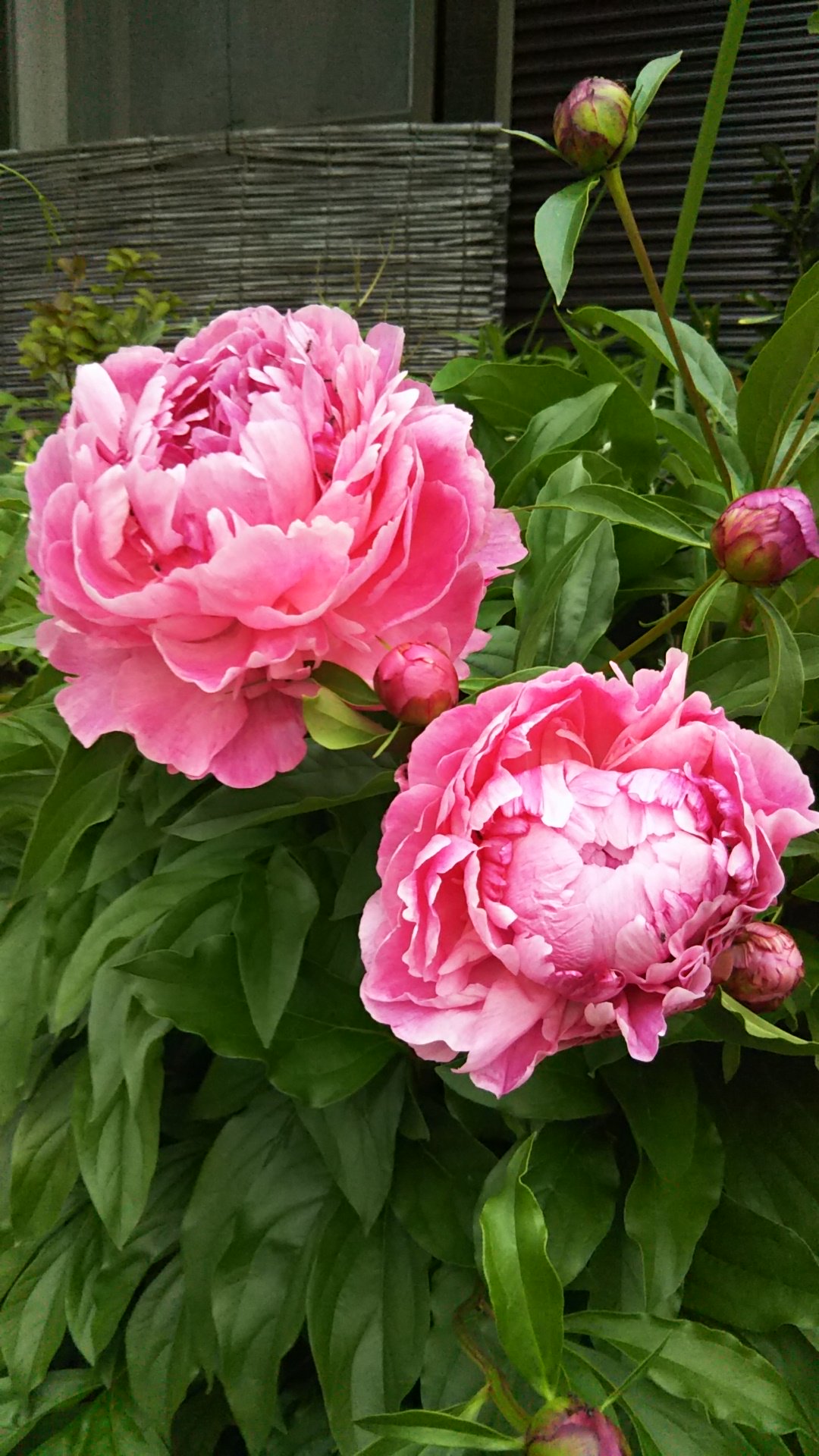 こじやん 5月24日の誕生花 シャクヤク 芍薬 別名 カオヨグサ 貌佳草 エビスグサ 夷草 ヌミグスリ 枸杞 ボタン科 ボタン属 中国原産 花言葉は はじらい はにかみ 内気 つつましやか T Co Otdsvdb77l Twitter