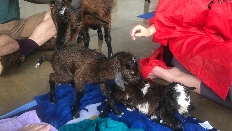 ajc's tweet image. Goat gives birth to twins during metro Atlanta yoga class on-ajc.com/2IGIiAP