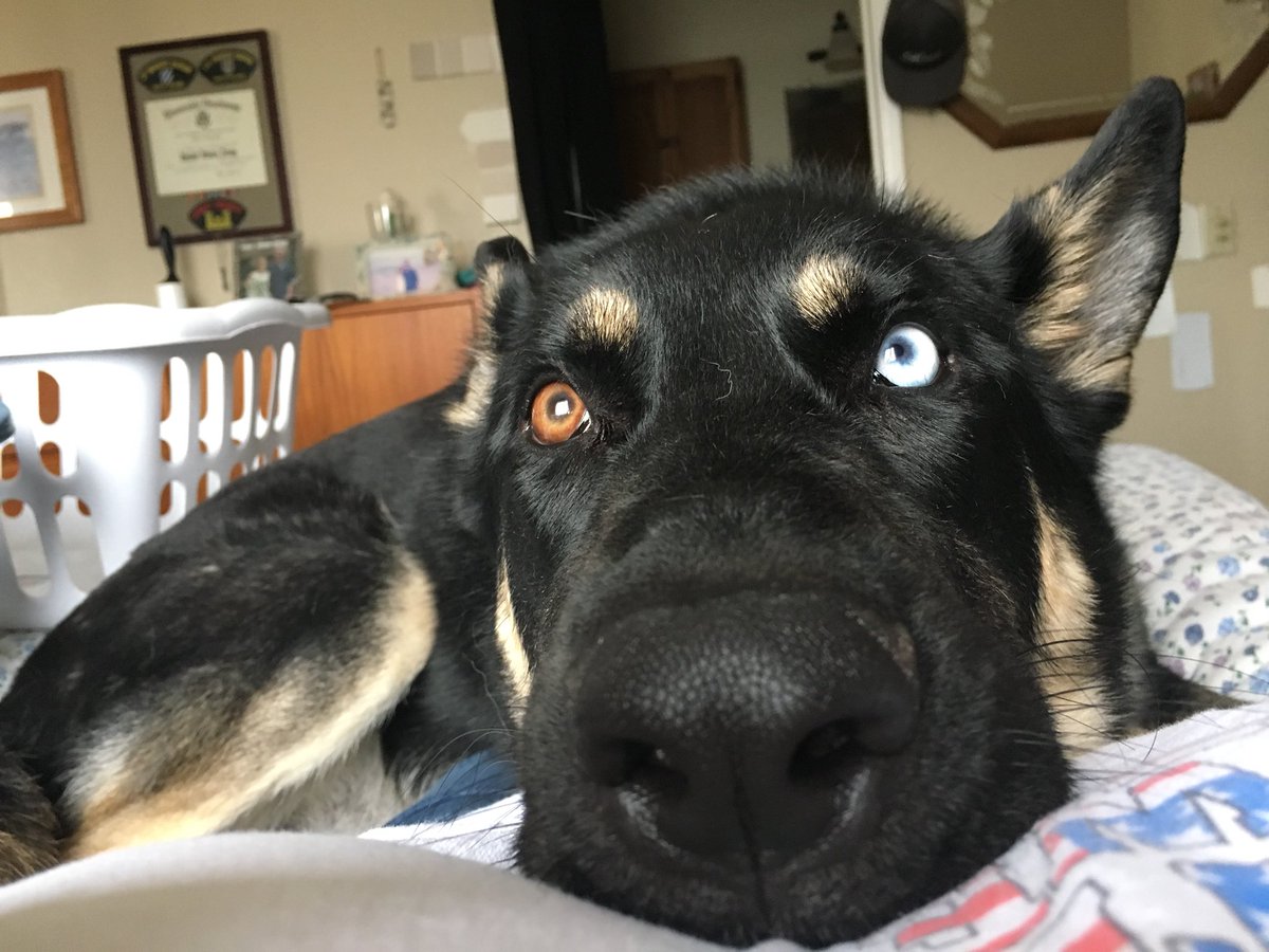 LeRoyTheTornado's tweet photo. There hasn’t been a lot of excitement around the house lately, so I decided to steal off the counter my brother Jack’s morning round of medications 🌪🐾🐾🏡💥 and just like that, chaos is back!  #ImOkay😈💩 #tornadowithteeth #dogsoftwitter #puppies https://t.co/x38lxZT2KO