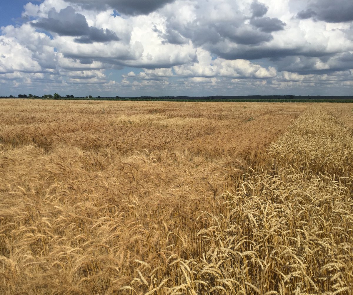jorgeluisva13's tweet photo. Harvested head rows and yield trials on a calm and quiet day until @SpaceX started testing rockets and an unexpected heavy rain came along #TAMwheat https://t.co/Xs6COX4P9d