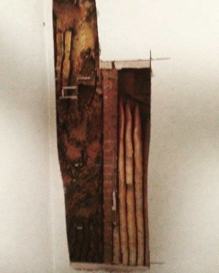 kyle1993brown's tweet image. The #beehive on the left measured just over 9ft. I ended up making taller cuts. Filled a whole 10 frame #langstroth hive brood box and even tossed two sheets of #dronecomb and filled a few medium super frames. The hive on the right was from a previous #beecolony removal