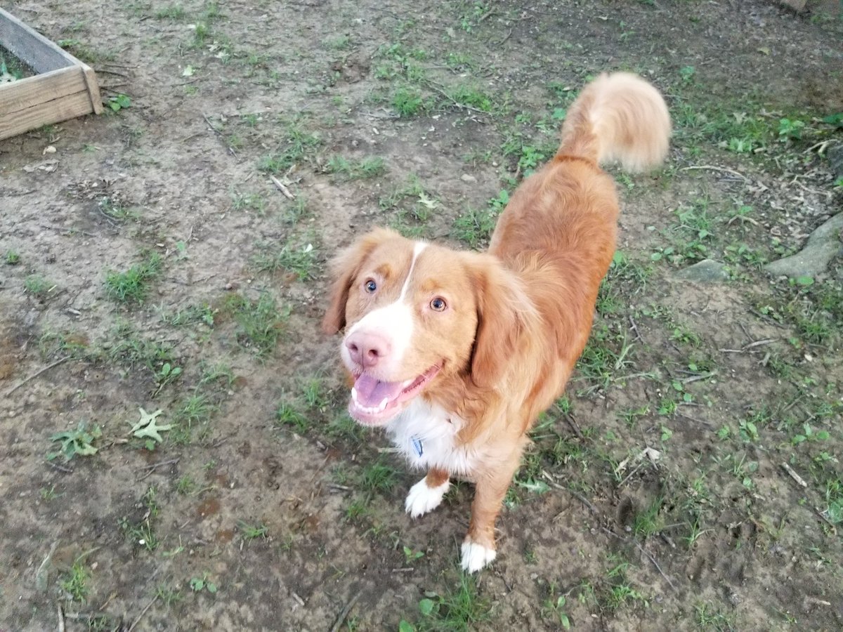 Buddythereddog's tweet photo. @Olivercockapoo Nice to meet you furiend!! I'm Clifford a Nova Scotia Duck Tolling Retriever!! https://t.co/6HX0JT59lo