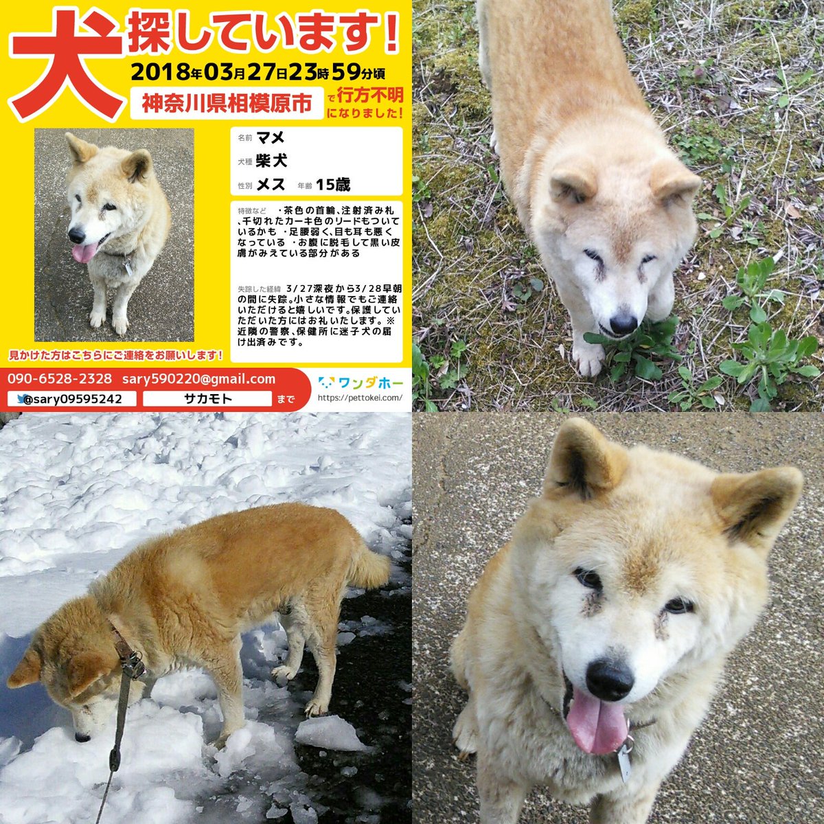 柴犬マメ捜しています Sary Twitter