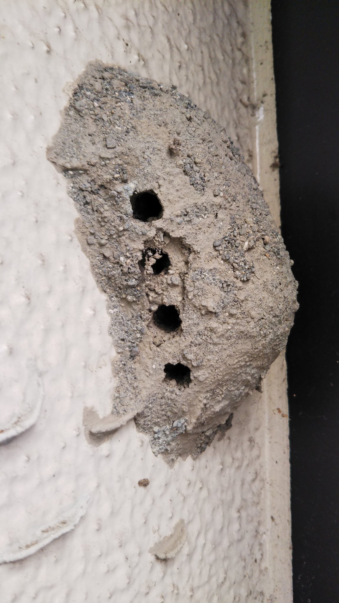 のじゃこ 我家の壁には ドロバチ も巣を作っています 成虫が巣立ったようで 数日前には見られなかった穴が空いていました ちょっと オカリナ みたいです 蜂の巣 T Co Yzoq85k9ul Twitter