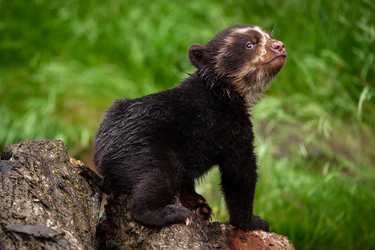 ToerAtt's tweet photo. Eerste glimp van babybrilbeer in @zooantwerpen  https://t.co/TP5kgMy50n

#ZOOAntwerpen #brilbeer https://t.co/FTr2Y5EGls