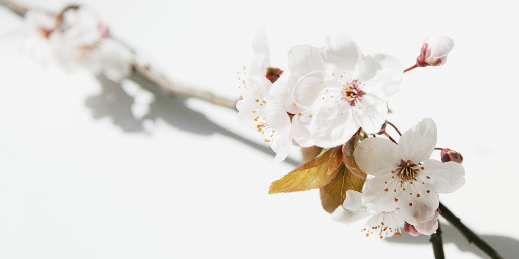 WedonediditR's tweet image. Art #RollRoyce