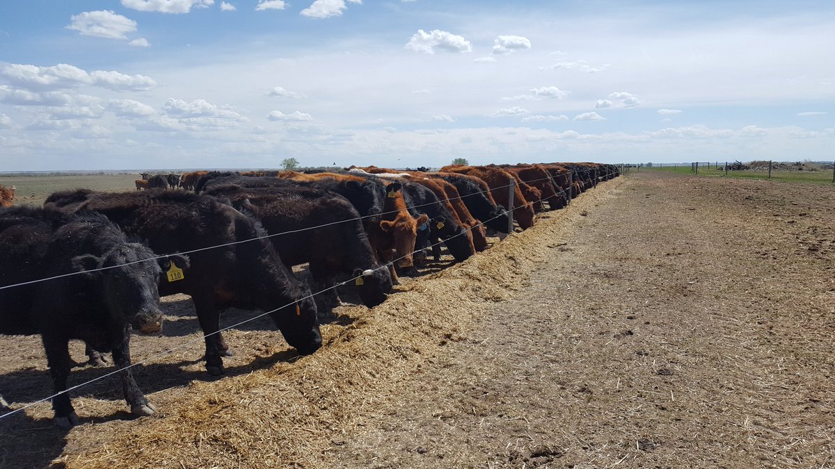 Sloughbottom's tweet photo. Titewad rancher's feedbunk. https://t.co/9e2cagaeSZ