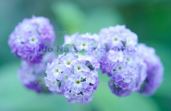 写真 アフロ 5月24日の誕生花はヘリオトロープ 花言葉は 愛よ永遠なれ とか 甘い誘惑 とか 写真で見るとわりとおとなしくて楚々とした系に見えますが どのへんが愛よ永遠なれなのだろう T Co Olzegxql6e ヘリオトロープ 愛よ 写真 アフロ 5月24日の誕生花はヘリオトロープ 花言葉は 愛よ永遠なれ とか 甘い誘惑 とか 写真で見るとわりとおとなしくて楚々とした系に見えますが どのへんが愛よ永遠なれなのだろう T Co Olzegxql6e ヘリオトロープ 愛よ