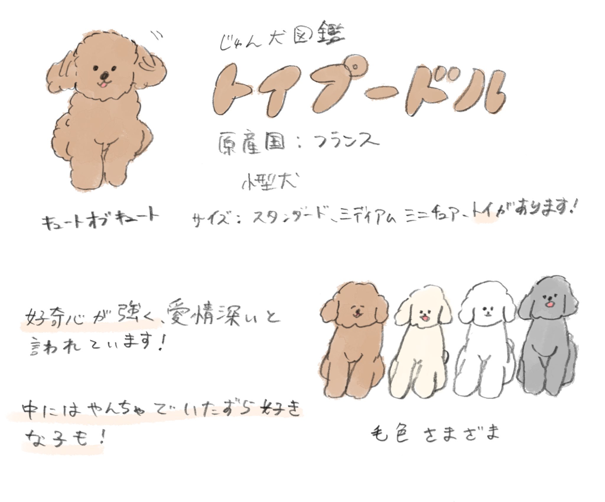 じゅん トイプードルは好奇心旺盛 T Co E18ljlkguq Twitter