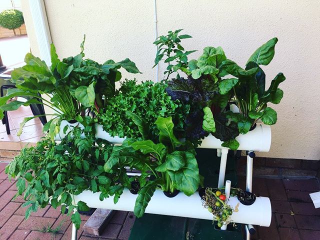 networkexplode's tweet photo. Our GroYum is thriving and we love harvesting for our lunch needs. ... ... #greens #groyum #thingswedoatwork #networkexplosion #greenbeetlebranding #socialmediamarketing https://t.co/SpbXw6NG1u https://t.co/Gr1O1IKYF4