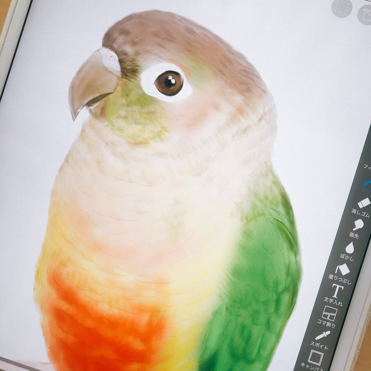 ぴのとま はせゆいこ オカパラ No Twitter ウロコインコ リアルバージョンおえかきちゅうー 毛並み感難しい W ウロコインコ 鳥 インコ いんこ ことり コンパニオンバード 鳥グッズ イラスト