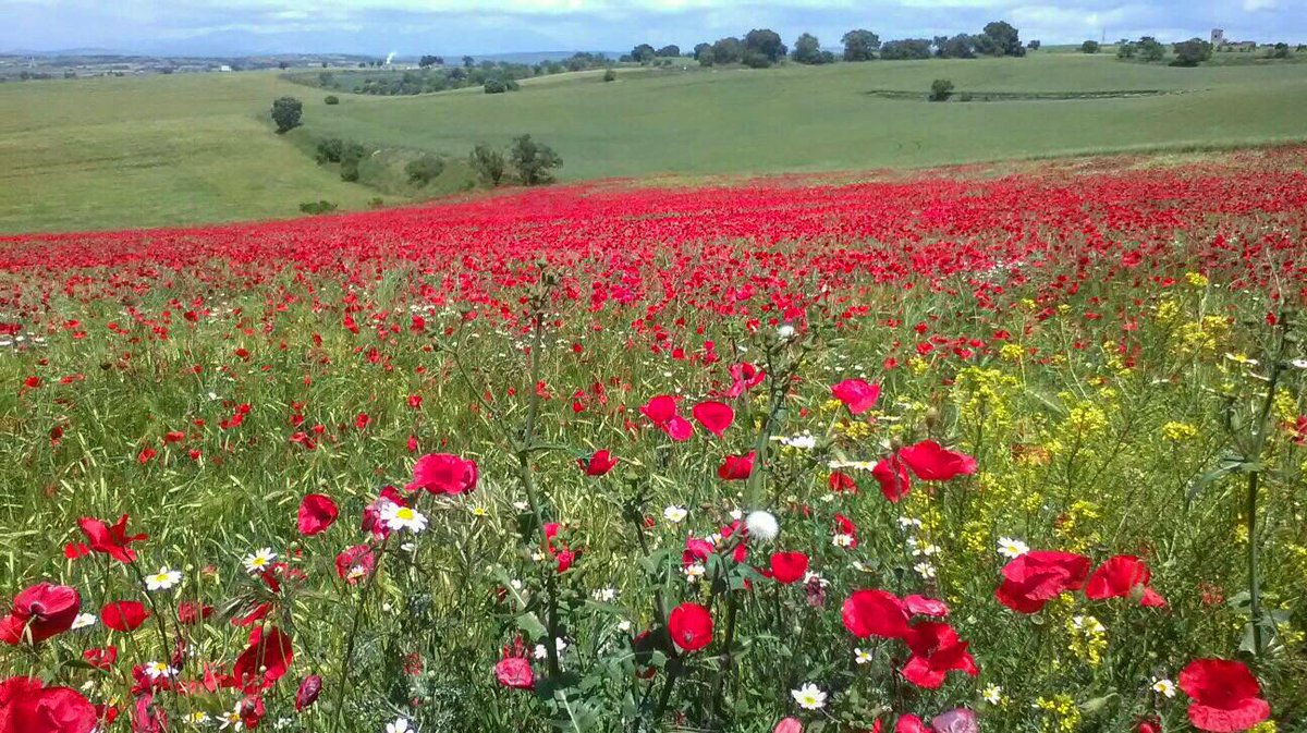 AJTorrefeta's tweet photo. Colors als camps de #Gra #floretesDeTiF 
📷Agustí Pujol 👏🏼👏🏼
#bondia
🎗🎗🎗🎗🎗🎗🎗🎗🎗
#TiF #TorrefetaiFlorejacs #RaconetsdeTiF #TiFMola #mosestimemTiF #petitsplaersdeTiF #commagradaTiF #LaSegarra https://t.co/aUkKxiMkTv