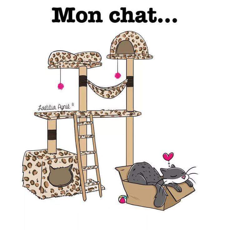 TendsMoiLaPatte's tweet photo. C'est tellement vrai ! 
Bonne journée à tous ! https://t.co/lfsytPpo86