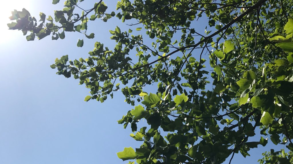深緑と青空のもと

こころ穏やかに
気持ち軽やかに

そして笑顔爽やかに

#空がある風景 
#こころ #生きる