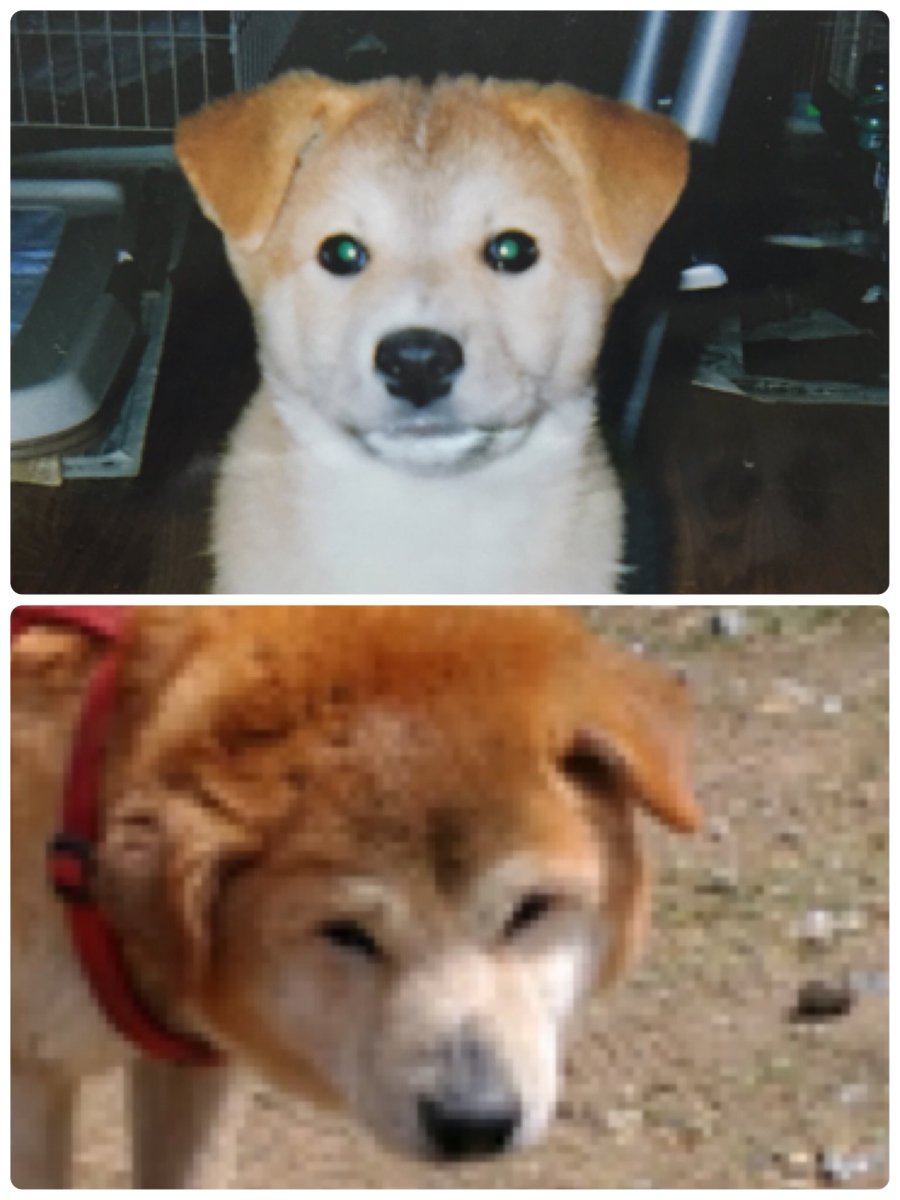 yt_yui's tweet photo. ワシとこの愛犬🐕

before2002年♡
↓
after2018年♡

👴になった…笑 https://t.co/jXaxtIj6Ha
