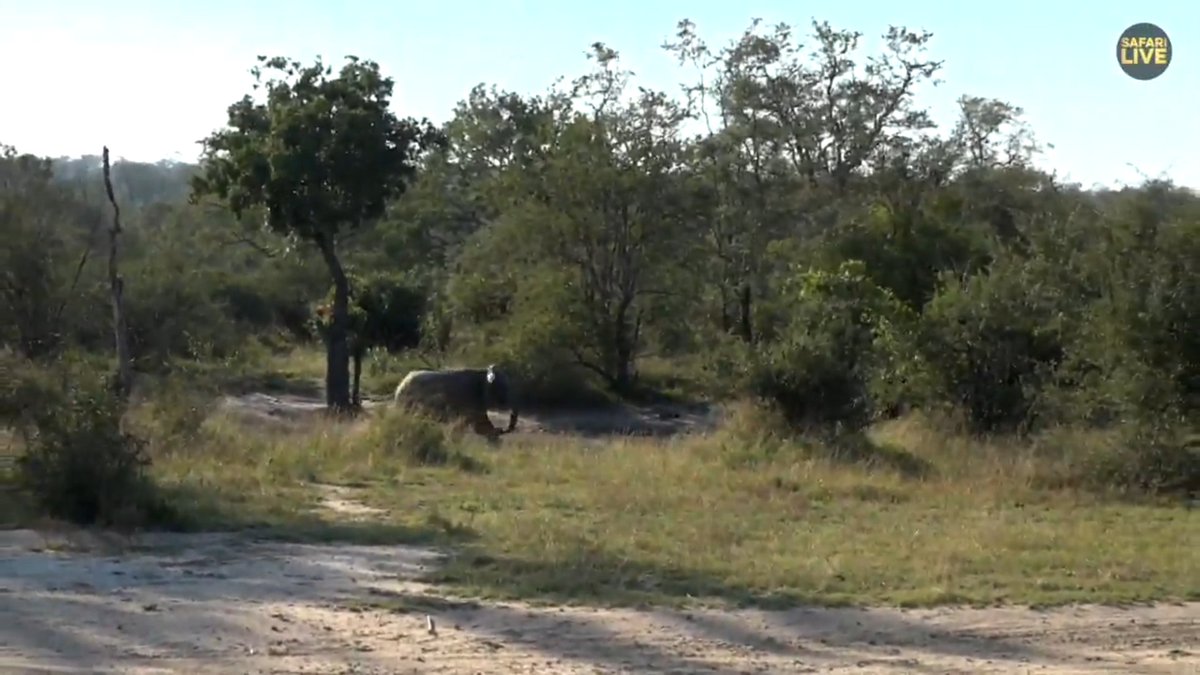 Jareds_Buddy's tweet photo. Typical teenager bullying the poor wildebeest while he's getting a drink. #SafariLIVE #DavidGithu @FergClarkPhoto https://t.co/yLnY4qiB4d