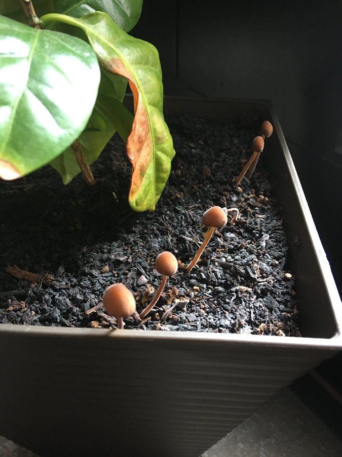 100均の園芸土の評判は キノコや虫が湧く ダイソー セリア イマコレ 今 ホットな話題はなによ