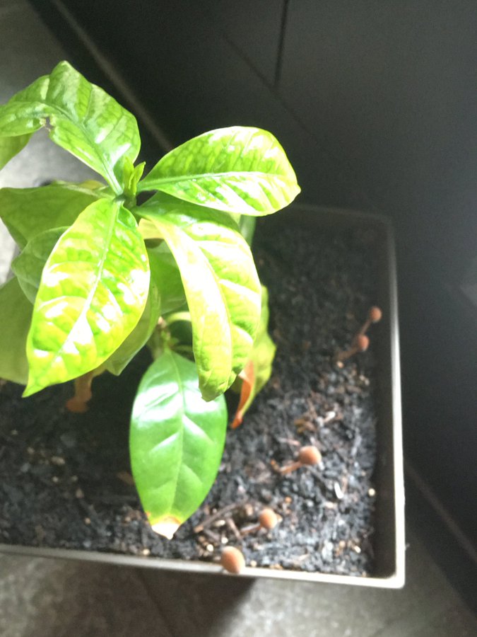 100均の園芸土の評判は キノコや虫が湧く ダイソー セリア イマコレ 今 ホットな話題はなによ