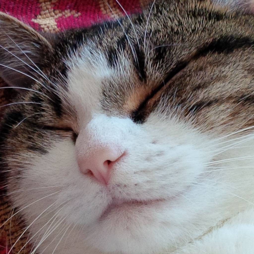 Dawn Smith tweet media