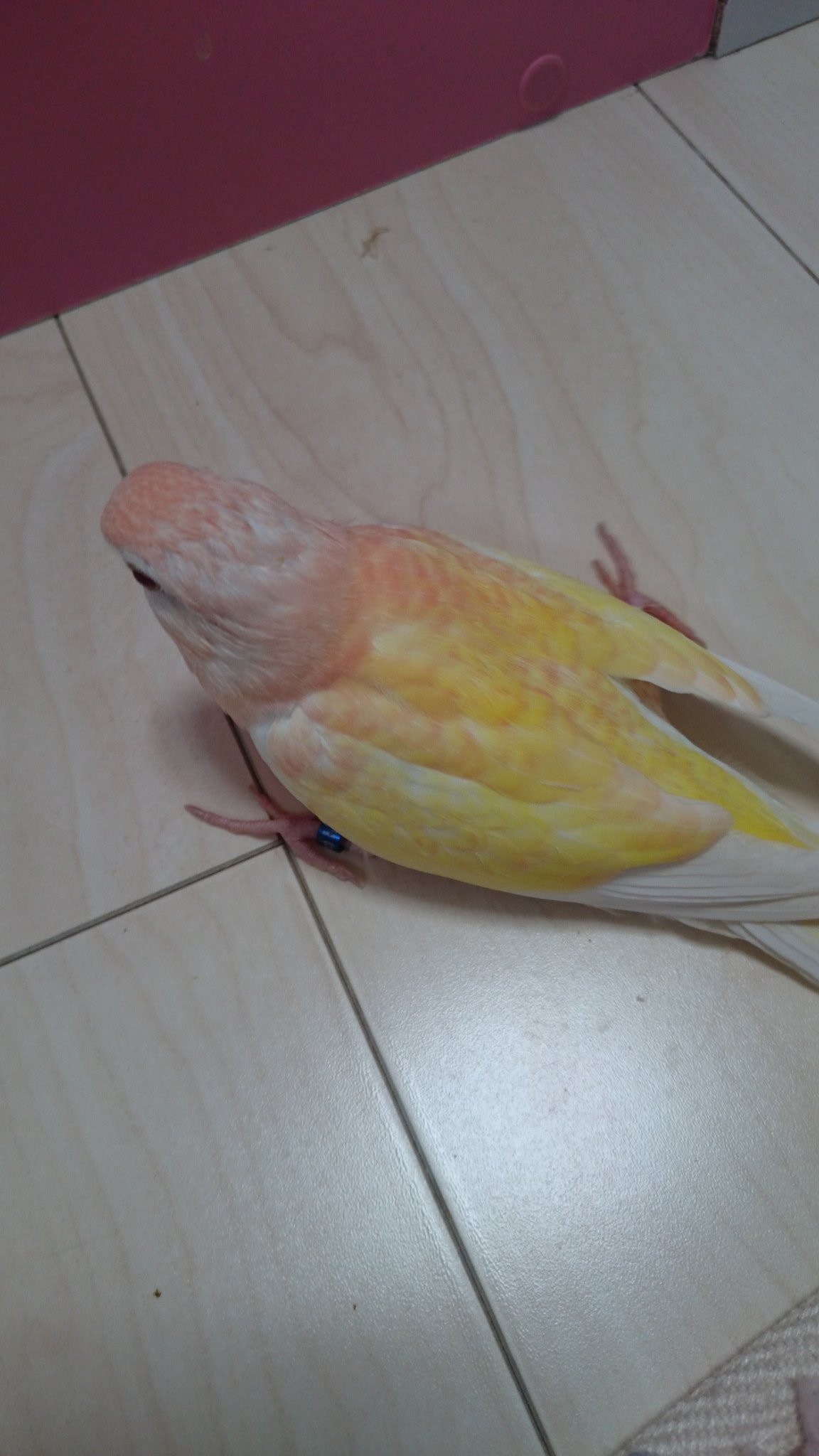 すぴか アキクサインコ ルチノー雛ちゃん 里親様募集中です アキクサインコ ルチノー ルビノー 里親様募集 雛ちゃん インコ T Co O1ime1wk3a Twitter