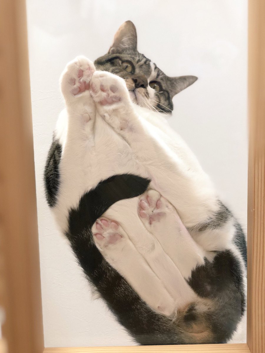 ট ইট র 猫カフェ福ねこ 福井 今日ものんびり営業中 W 珍しくコテツくんが上に登ったので肉球の撮影ができました ฅ W ฅ まだ10ヶ月なのにこんなにでかくなって 福井 猫カフェ 猫カフェ福ねこ 福ねこ コテツくん 透明キャットウォーク 肉球
