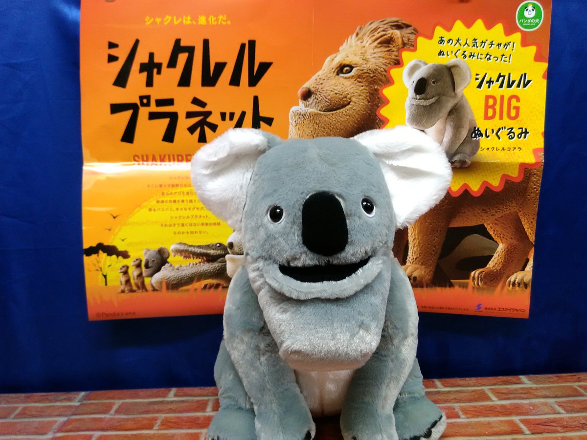 ラウンドワンスタジアム 武蔵村山店 No Twitter 景品情報 シャクレルプラネットよりコアラ登場 あの大人気ガチャのキャラクター 一体何種類出るのでしょう このシャクレタあごがたまらない オオカミ達にも会いに来て下さい ラウンドワン