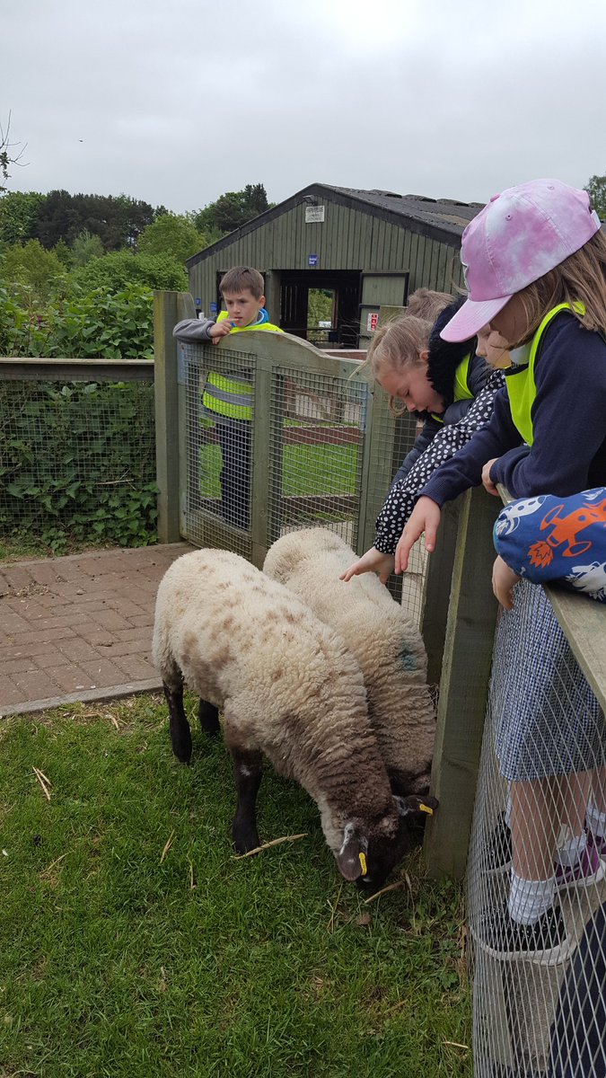 SusanMac20's tweet photo. Lots of petting, touching, washing of hands - and repeat! #LearningAboutFarms @SimpsonPrimary https://t.co/Eg2BoKl02A