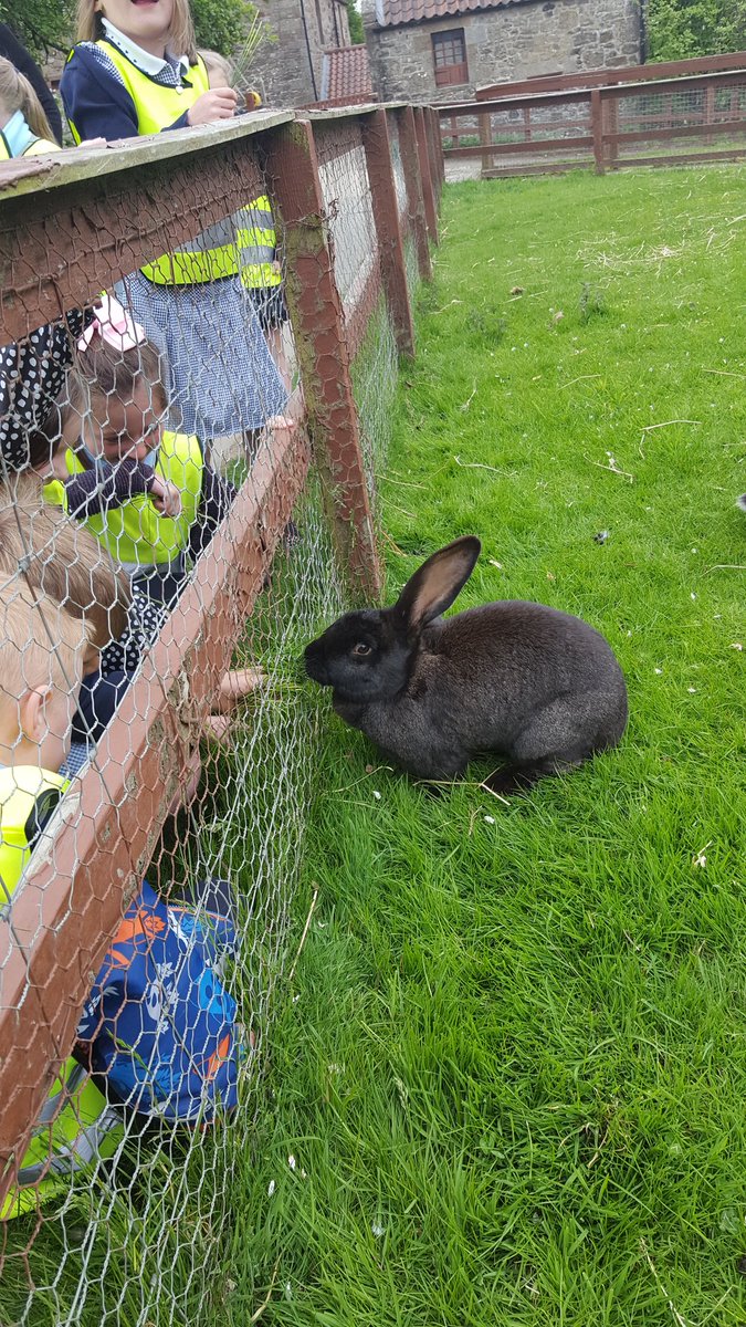 SusanMac20's tweet photo. Lots of petting, touching, washing of hands - and repeat! #LearningAboutFarms @SimpsonPrimary https://t.co/Eg2BoKl02A