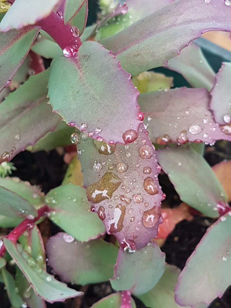 LizLearning's tweet photo. Brief moment in garden appreciating after-effects of rain, before heading off to #oeReception conference https://t.co/6Zevv2EF95
