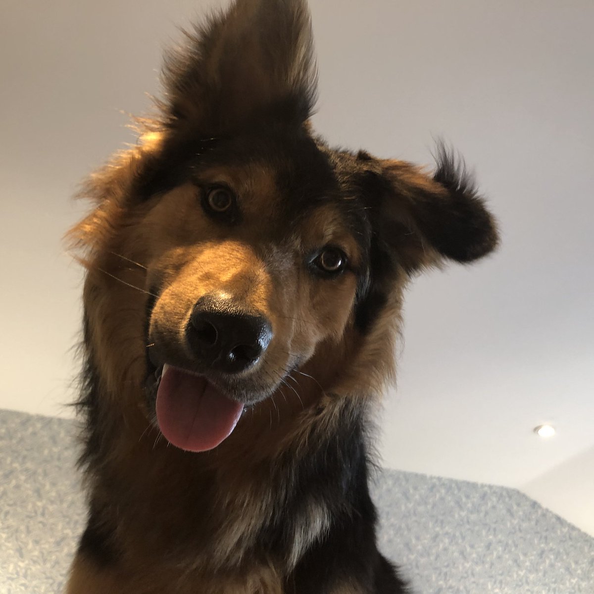 SamSamJarvis's tweet photo. Wishing my boy well today after neutering op 😭 https://t.co/4TW9Z8FQ0Y